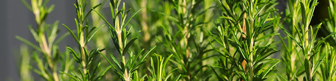 11 Best Ingredients for Herbal Bath Soak - Rosemary (The Grow Network)
