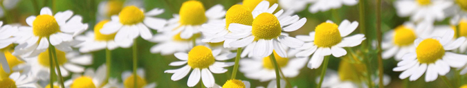 Chamomile is one of the best herbs to use in an herbal bath soak (The Grow Network)