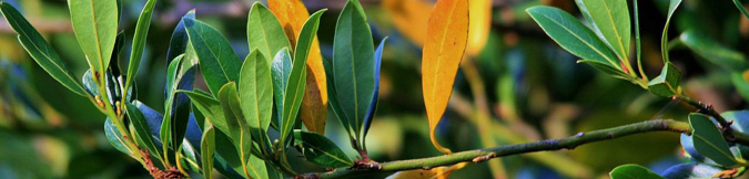 11 Best Ingredients for DIY Herbal Bath Soak - Bay Leaf (The Grow Network)