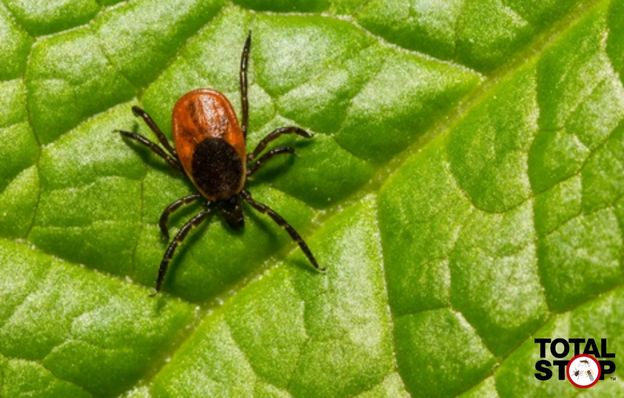 A red bodied tick with black legs rests on a leaf