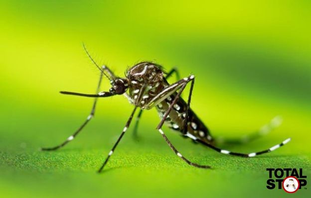 close up of a mosquito with a green background