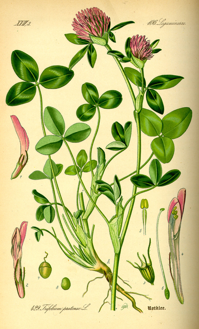 Red clover illustration (The Grow Network)